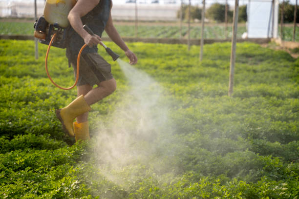 Best Affordable Pest Control Services  in Allardt, TN