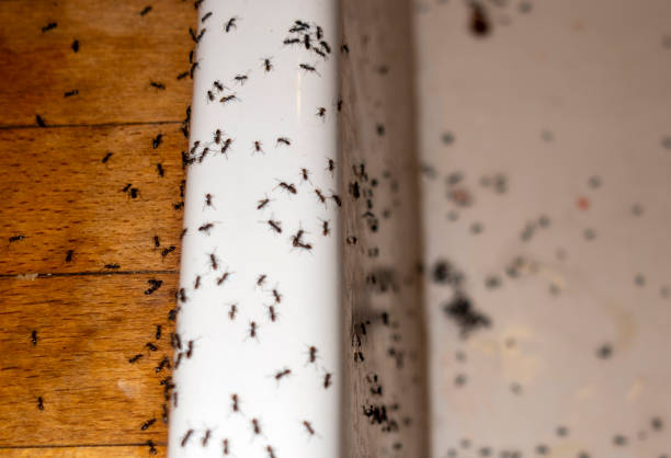 Pest Control for Restaurants in Allardt, TN