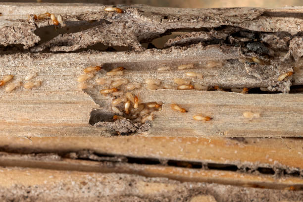 Best Emergency Pest Control  in Allardt, TN