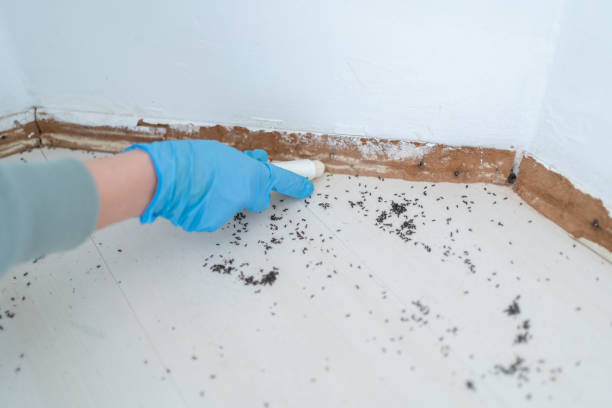 Best Affordable Pest Control Services  in Allardt, TN